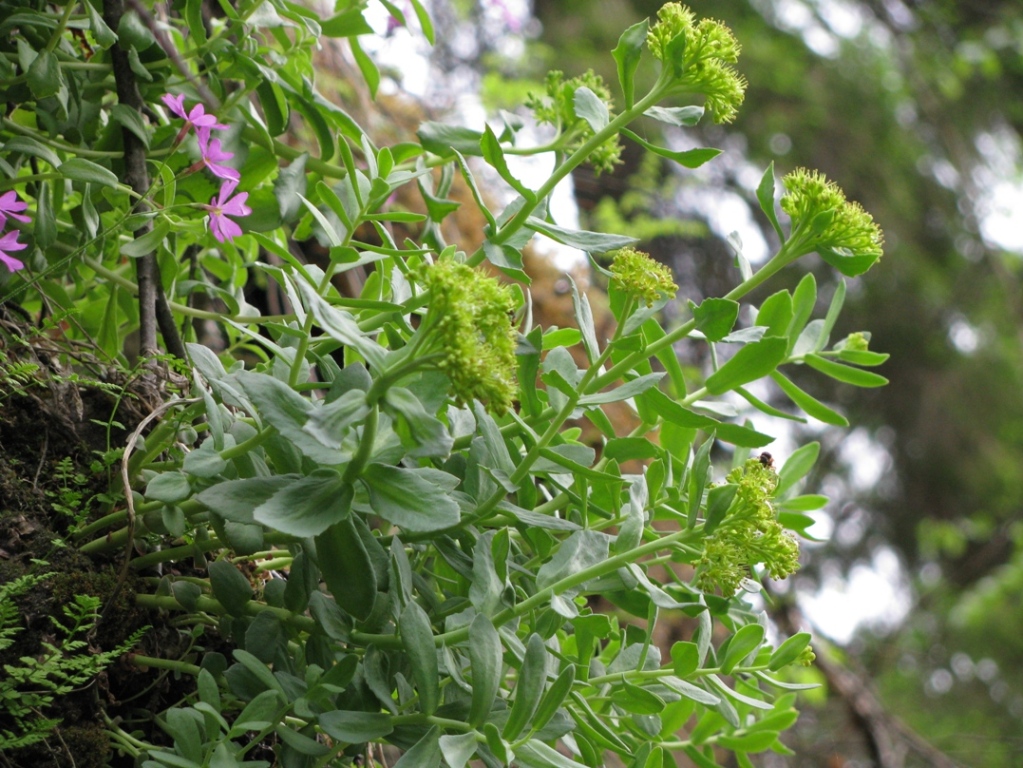 Изображение особи Rhodiola iremelica.