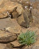 Gypsophila uralensis