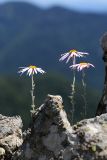 Chrysanthemum oreastrum