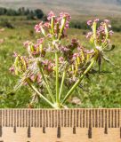 Chaerophyllum rubellum