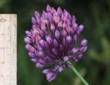Allium rotundum. Соцветие. Дагестан, окр. г. Избербаш, лугово-кустарниковое сообщество на склоне к шоссе. 12 июня 2021 г.