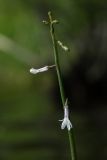 Lobelia dortmanna