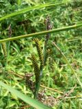 Carex schmidtii