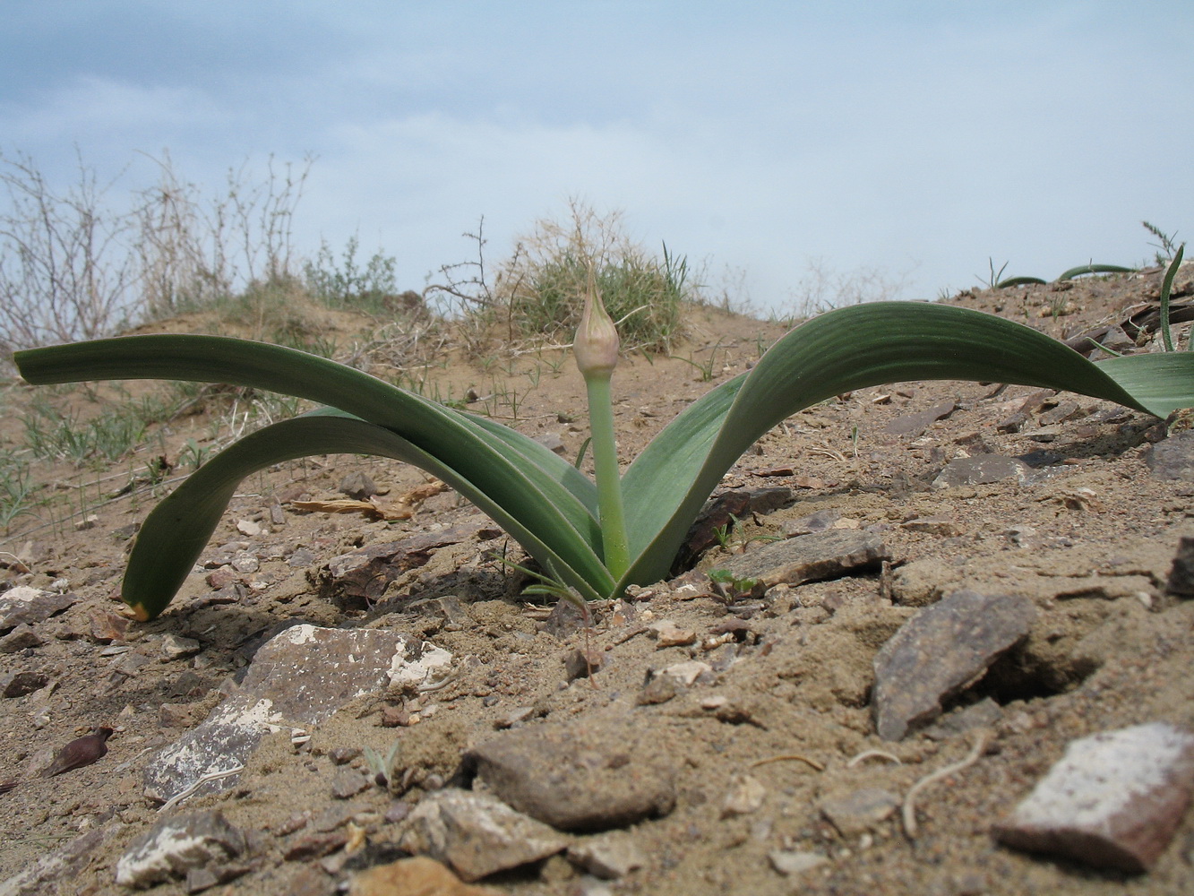 Изображение особи Allium subscabrum.