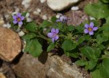 Chaenostoma cordatum. Верхушка веточки с цветками. Марий Эл, г. Йошкар-Ола, мкр-н Гомзово, в культуре. 18.06.2022.