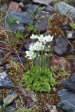 Parnassia palustris. Цветущие растения. Республика Алтай, Кош-Агачский р-н, Северо-Чуйский хр., верховье р. Актру, сырой берег оз. Сачки. 05.07.2022.