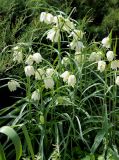 Fritillaria meleagris. Верхушки цветущих растений (белоцветковая форма). Москва, ботанический сад МГУ \"Аптекарский огород\", в культуре. 18.05.2011.