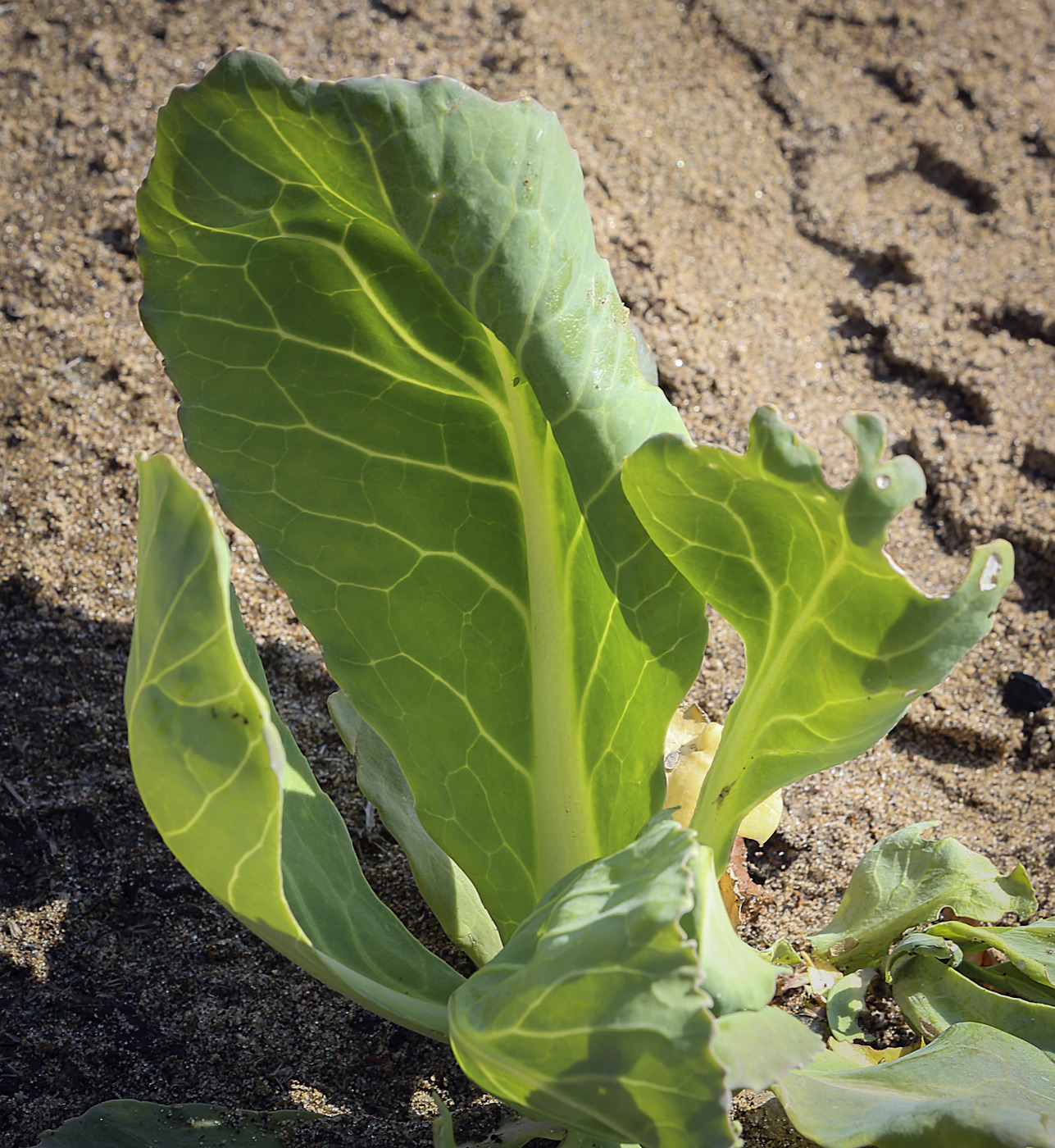 Image of Brassica oleracea var. capitata specimen.