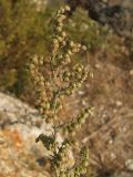Artemisia scoparia. Верхушка ветви с соплодиями. Крым, Севастополь, Крепость Каламита. 25.09.2010.