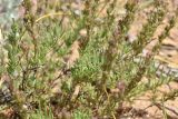 Veronica capsellicarpa