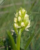 Dactylorhiza romana подвид georgica. Верхушка побега с соцветием. Краснодарский край, м/о г. Новороссийск, вершина 429, остепнённый луг. 10.04.2024.