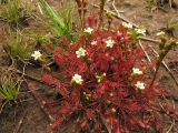 Drosera intermedia. Цветущие и плодоносящие растения. Нидерланды, провинция Drenthe, национальный парк Dwingelderveld, болотистая луговина. 25 июля 2008 г.