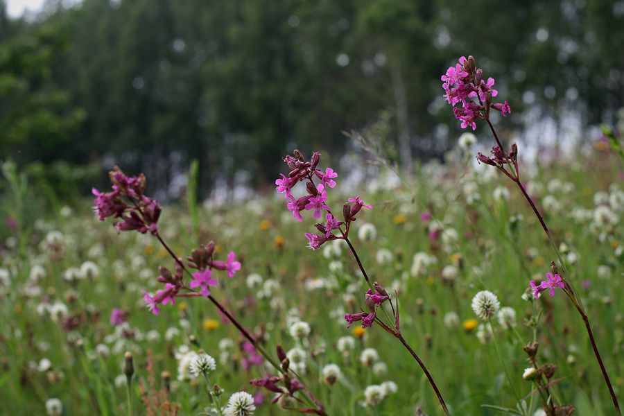 Изображение особи Viscaria vulgaris.