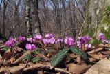 Cyclamen coum. Цветущие растения. Крым, Белогорский р-н, хр. Кубалач, дубово-буковый лес. 08.03.2019.