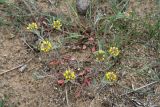 Alyssum turkestanicum var. desertorum