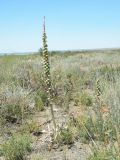 Eremurus inderiensis