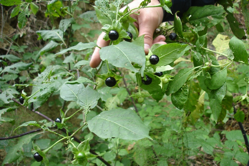 Изображение особи Atropa caucasica.