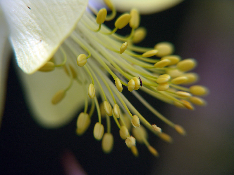 Изображение особи Aquilegia vulgaris.