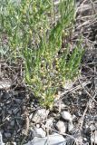 Asparagus officinalis