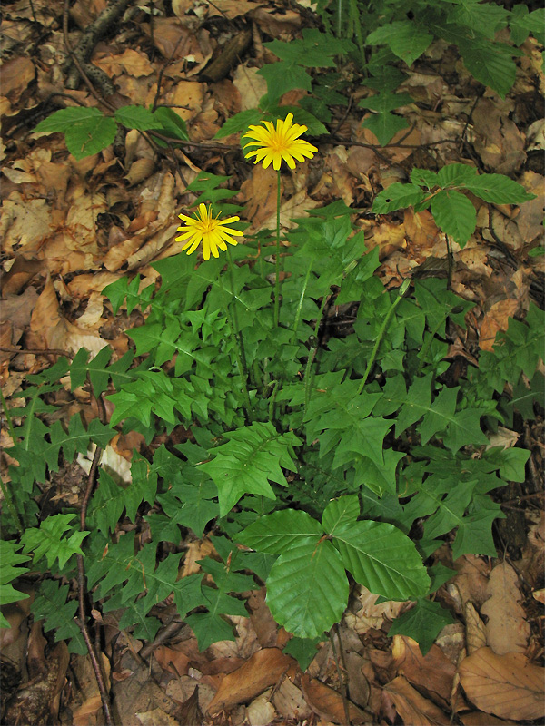 Изображение особи Aposeris foetida.