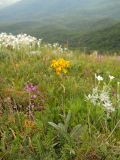 Tephroseris jailicola. Цветущее растение. Крым, гора Северная Демерджи. 2 июня 2012 г.