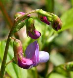 Lathyrus vernus