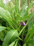 Symphytum officinale. Цветущее растение. Крым, Байдарская долина, у ручья. 9 мая 2009 г.