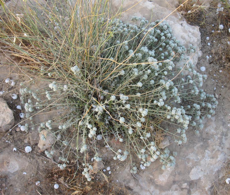 Изображение особи Teucrium capitatum.