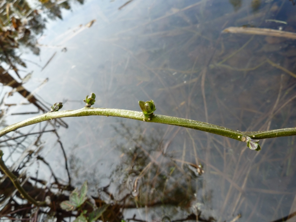 Изображение особи Solanum dulcamara.