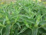 Phlomis pungens