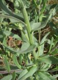 Anchusa leptophylla