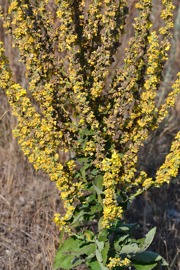 Изображение особи Verbascum lychnitis.