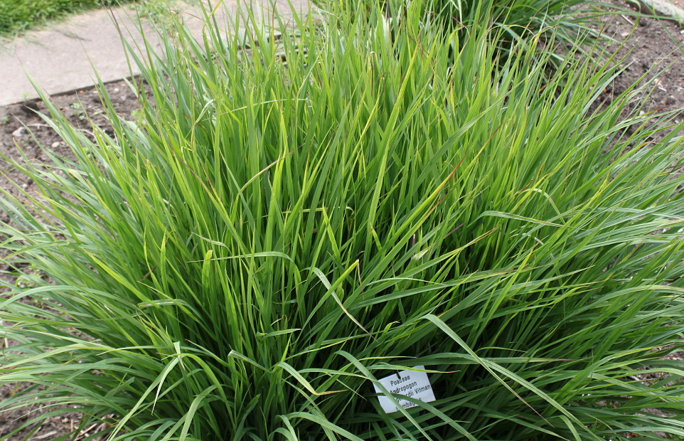 Изображение особи Andropogon gerardii.