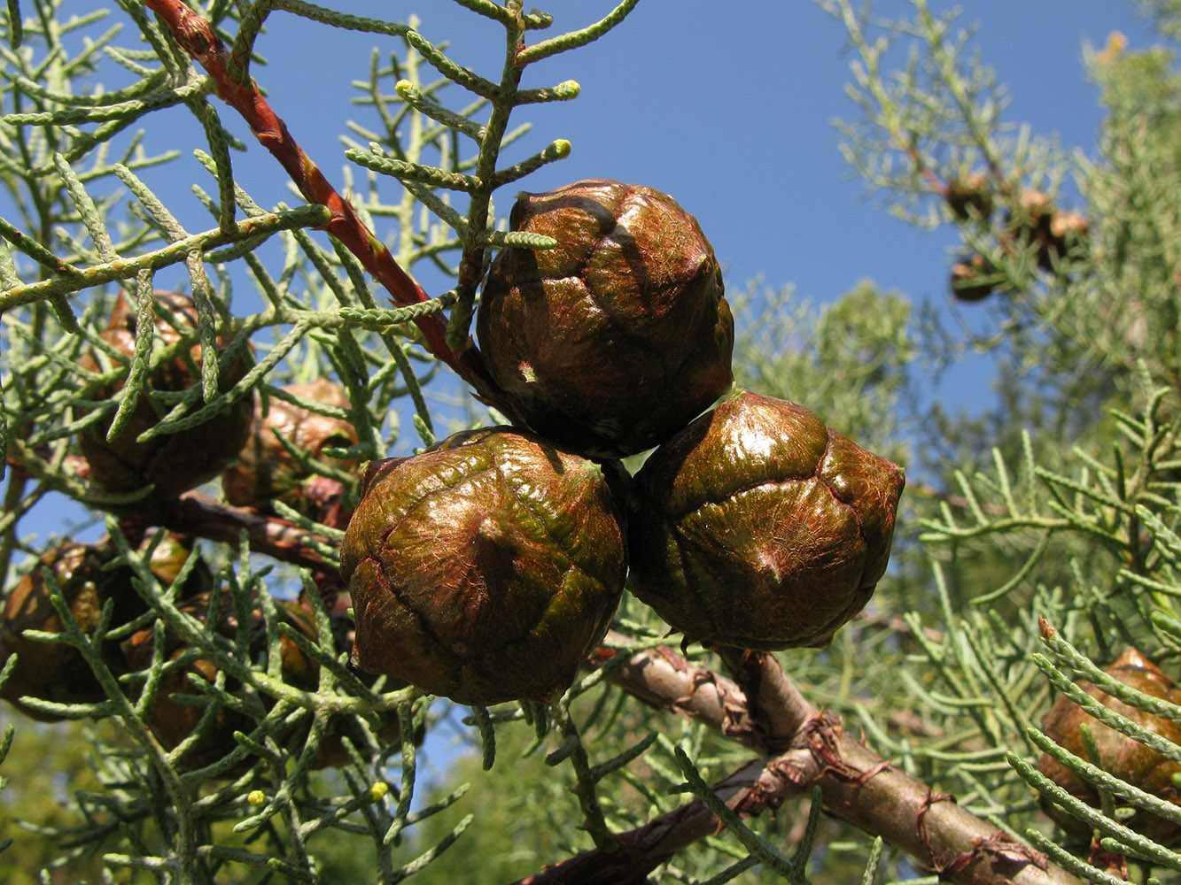 Изображение особи Cupressus arizonica.