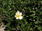 Dryas ajanensis