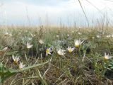 Tulipa patens