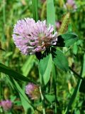 Trifolium pratense