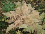 Athyrium filix-femina. Увядающее растение. Мурманская обл. Североморский р-н, окр. пгт Росляково, берег губы Грязная Кольского залива, высокоствольный березовый лес с густым травяным подростом. 14.09.2008.