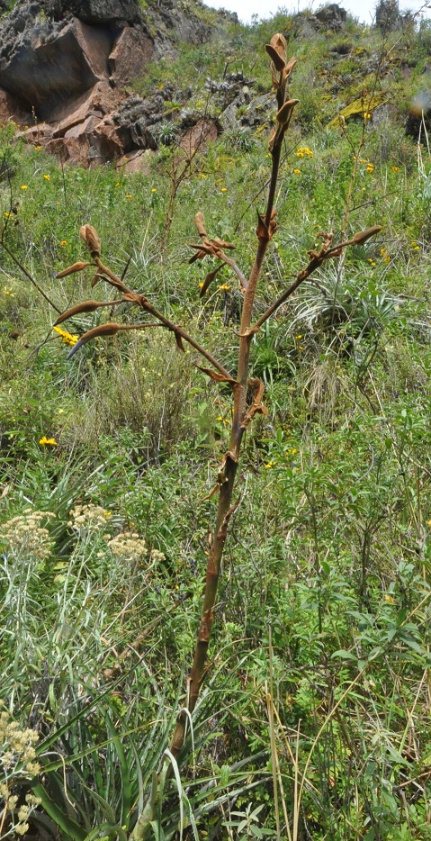 Изображение особи Puya ferruginea.