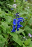 Salvia patens