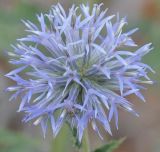 Echinops microcephalus