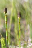 Equisetum fluviatile