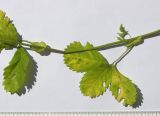 Potentilla elatior