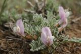 Astragalus pallasii. Цветущее растение. Казахстан, Алматинская обл., возле вдхр. Капчагай. 13.04.2009.