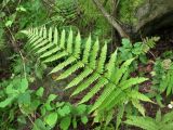 Lunathyrium henryi. Вайя. Приморский край, Партизанский р-н, окр. с. Владимиро-Александровское, широколиственный лес на северном склоне. 02.09.2015.