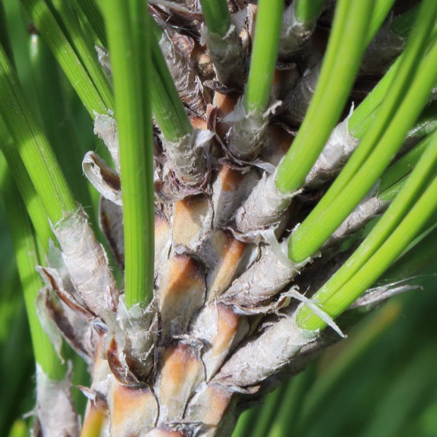 Изображение особи Pinus leucodermis.