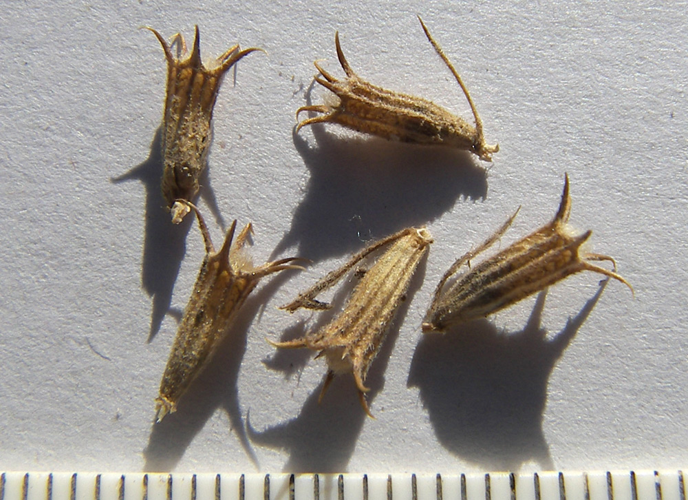 Image of Marrubium leonuroides specimen.