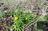 Anemone ranunculoides