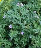 Erodium ciconium