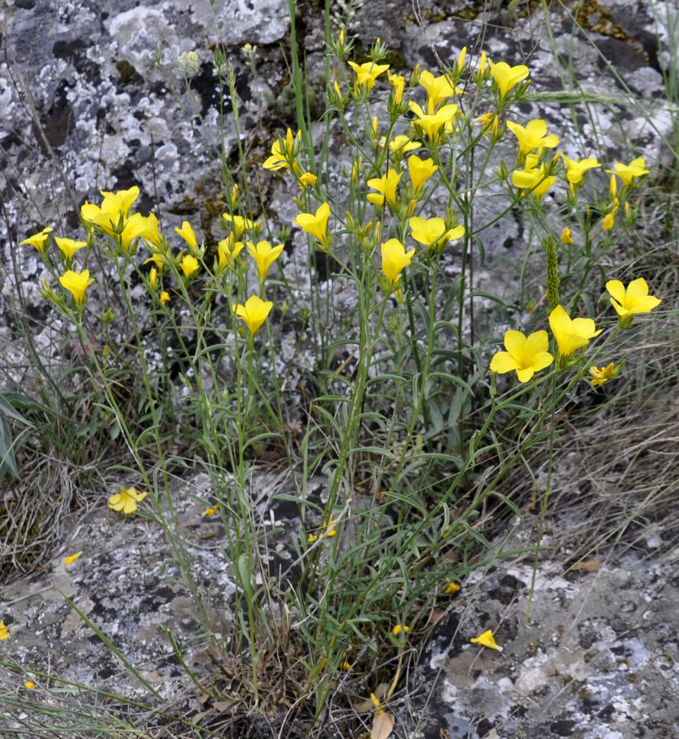 Изображение особи Linum elegans.